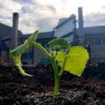 Early sprouts 5/28/23