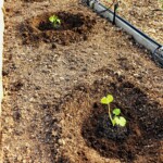 Early sprouts 5/28/23