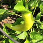 Banana Pepper 7/6/23