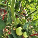 Early Tomatoes 7/6/23