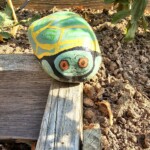 Garden Rock Turtle 7/6/23