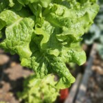Lettuce 7/6/23
