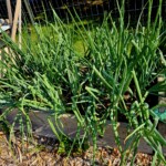 Onion Bed 7/6/23