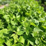 Pea Bed 7/6/23
