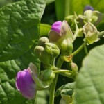 Pea Flowers 7/6/23