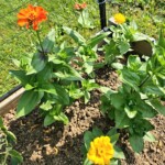 Zinnia for Pollinators 7/6/23