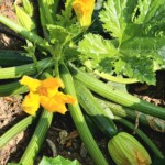 Zucchini 7/6/23