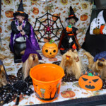Peace Tohickon Lutheran Church - Trunk or Treat 2023